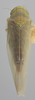 Habitus, dorsal view: !! display not done !! on Balclutha abdominalis (Van Duzee, 1892): Dorsal. (Observation).