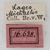 CollectionObject 1475836; NMW 16638, 912b7a10-312d-406a-96a3-a66d1f2c1826: labels (syntype). (CollectionObject).