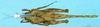 CollectionObject 1505152; f9f93b0f-4120-4e09-b8d1-62dab9c6b8ee: female, dorsal view (syntype). (CollectionObject).