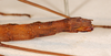 CollectionObject 1557682; 7bf6c299-d657-45d2-b5c0-9f5b17aef872: copyright MNCN, Madrid. female: end of abdomen (syntype). (CollectionObject).;CollectionObject 1557683; f6d433bf-4f51-4fc5-9cf6-311c6d0c275b: copyright MNCN, Madrid. female: end of abdomen (syntype). (CollectionObject).