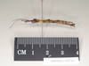 CollectionObject 1558247; 3561054c-469a-4110-864c-9d03ba2dd9de: copyright Natural History Museum, London. male, lateral view (paratype). (CollectionObject).;CollectionObject 1558248; 01b2e8bc-046c-4eb6-9b39-8a056fb49749: copyright Natural History Museum, London. male, lateral view (paratype). (CollectionObject).