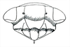Head: !! display not done !! on Drionia nigra Ball, 1915: Drionia nigra, face. (Observation).