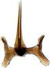 Aedeagus, ventral view: !! display not done !! on Tetartostylini Wagner, 1951: Tetartostylus n.sp., aedeagus, caudally (INHS). (Observation).