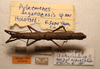 CollectionObject 1591087; b0b8ae02-069b-411f-970f-7f7b7f666abb: copyright NMW, Vienna. female, dorsal view (holotype). (CollectionObject).