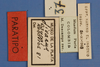 CollectionObject 1513714; f777cb32-2265-4077-9521-ed78b4c2c828, MLP1183/1-2: labels (paratype of Jivarus osunai). (CollectionObject).