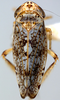 Habitus, dorsal view on Discolopeus viraktamathi Stiller, 2019: Habitus, female, dorsal view. (Observation).