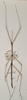CollectionObject 1558220; 9e1d57fc-5ca1-4de4-9eab-354d7128db21: copyright UMO. male of synonym Lonchodes grallator (holotype). (CollectionObject).