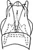 Subgenital plate: Subgenital plates. (Observation).