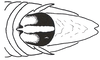 Zoniopoda iheringi Pictet & Saussure, 1887: Fig. 7A. male, end of abdomen, dorsal view (specimen from Brasil, Santa Catarina, Papanduva). (Otu).