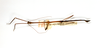 CollectionObject 1598568; ed99a277-b7dc-4c78-95db-fee9962a2047: copyright ETHZ. male of Dixippus imitator (paralectotype). (CollectionObject).