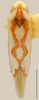 Habitus, dorsal view: !! display not done !! on Zygina (Zygina) Fieber, 1866: Habitus (Z. flammigera Fourcr.). (Observation).