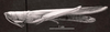 CollectionObject 1526833; bf9e1847-89cf-4141-8a11-53d0a5f1d079: Image C.S. Carbonell. female, lateral view (allotype of Belosacris aurantipes). (CollectionObject).