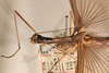 CollectionObject 1560386; 0fb9efea-4152-4ded-892d-cd193e548787: copyright OUMNH. female: head & thorax, lateral view (lectotype). (CollectionObject).