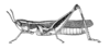 Macrotona australis (Walker, 1870): Fig. 9. female, Macrotona gracilis, whole insect, lateral view of type. (Otu).