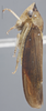 Habitus, lateral view on Arrugada affinis (Osborn, 1924): Lateral. (Observation).