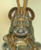 Leatettix laticornis Dirsh, 1956: male, frontal view. (Otu).