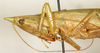 female head and pronotum, lateral view (syntype). Depicts CollectionObject 1589286; 5d66f540-8593-436e-896c-eaedeaf4092c, a CollectionObject.