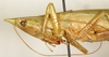 CollectionObject 1589286; 5d66f540-8593-436e-896c-eaedeaf4092c: female head and pronotum, lateral view (syntype). (CollectionObject).