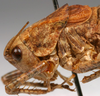 CollectionObject 1517107; e362ec76-1168-4059-b176-6b9ddddf113b: male pronotum, lateral view (holotype). (CollectionObject).