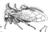 Habitus, lateral view on Cyphonia sinuata Sakakibara, 1968: (Observation).