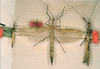 CollectionObject 1562261; 7e3d0e9b-c5ec-43d9-a804-4b39390c940a: copyright MLUH, Halle. male and 2 x females of synonym Phasma ornatum (syntypes). (CollectionObject).;CollectionObject 1562262; b73883dd-03cd-4430-9acd-7243ef52ad1a: copyright MLUH, Halle. male and 2 x females of synonym Phasma ornatum (syntypes). (CollectionObject).
