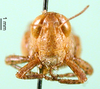 CollectionObject 1575478; 890e8b6d-57ab-44ed-98b0-bee0667f3da2: female, frontal view (paratype). (CollectionObject).