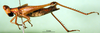 CollectionObject 1500935; 95a0a0f9-5d2d-44dd-a087-64a6df5206ac: female, lateral view (syntype). (CollectionObject).