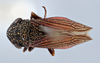 Habitus, dorsal view: (Observation).