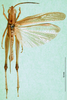 CollectionObject 1501315; 031c7b33-85fd-41d7-86b1-ce4668ad8c46: male, dorsal view (syntype). (CollectionObject).