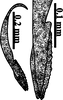Ovipositor: !! display not done !! on Opsius heydeni (Lethierry, 1876): (Observation).