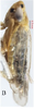 Habitus, lateral view on Changwhania terauchii (Matsumura, 1915): (Observation).