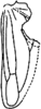Hind wing: !! display not done !! on Dayus elongatus Mahmood, 1967: Hind wing. (Observation).