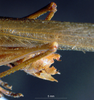 CollectionObject 1506721; 8db43aef-91f4-4c15-81f1-addc7b79763c: male cerci (holotype). (CollectionObject).