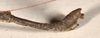 CollectionObject 1562085; 4df377aa-8c7e-43ea-883a-418c911828b5: copyright OUMNH. male: end of abdomen, lateral view (syntype). (CollectionObject).;CollectionObject 1562086; de1335ae-5318-468c-8703-16e1e6fc2d2c: copyright OUMNH. male: end of abdomen, lateral view (syntype). (CollectionObject).