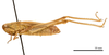 female, lateral view (paratype of Euchorthippus declivus stichai Maran, 1954). Depicts CollectionObject 1575343; 0bb154be-178c-421c-9c04-2f40fdc6e3d4, a CollectionObject.