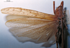 CollectionObject 1503238; MBBJ 3224697, 204b7957-1ffc-4868-9e8e-0b05704a4570: female wings. (CollectionObject).
