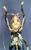 CollectionObject 1503843; 44c4888f-1dab-45a8-939e-1d10a2743830: male, frontal view (holotype). (CollectionObject).