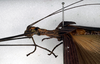 CollectionObject 1558659; NMW 147, 535edfe2-1d98-4047-a27d-4804d7e91d0c: copyright NMW. female: head and thorax, lateral view (holotype). (CollectionObject).