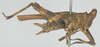 CollectionObject 1516349; f9ff5a82-b20c-4205-a799-7b551d835659: female, lateral view (holotype). (CollectionObject).