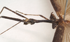 CollectionObject 1559093; f36c70cd-acc5-4588-b48e-fae8019a3fd9: copyright Natural History Museum, London. male: head and thorax, lateral view (syntype). (CollectionObject).