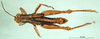 CollectionObject 1501271; 22d751d4-c3e9-4a57-a3ba-4db2279dbc7d, DORSA BA000175S01: male, dorsal view (lectotype). (CollectionObject).