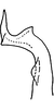 Stylus on Erythridula spearca (Johnson & Auten, 1936): Stylus of E. noevoider Ross & DeLong. (Observation).