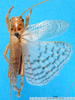 CollectionObject 1502287; 2e731a57-6b66-4112-9b94-fc8edfec5aef: male, dorsal view. (CollectionObject).