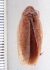 Epilampra haitensis Rehn & Hebard, 1927: Photo taken by Heidi Hopkins. (Otu).