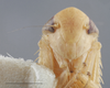 Head: !! display not done !! on Doleranus vividus (Crumb, 1915): Head/Face. Female. (Observation).