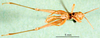 CollectionObject 1502090; ae68093e-88d6-4002-9841-a8186ae75f46: male, ventral view, topotype. (CollectionObject).
