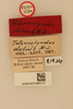 CollectionObject 1518075; 0ec5705c-8899-4c41-b6f9-21ea282263f2, NHMUK015982121: (CollectionObject).