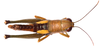 CollectionObject 2631851; CNMS 3800, 95e1135c-332e-42e5-bc38-559d2c30d411, CNMS 3800: dorsal view. female (paratype). (CollectionObject).