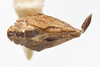 Habitus, dorsal view: !! display not done !! on Mistharnophantia ajoensia Doering & Shepherd, 1947: (Observation).