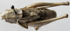 CollectionObject 1539773; 3409c28e-f90b-4cdf-b8b5-8219f9b9a3dd, MNHN-EO-ENSIF824: male dorsal (syntype). (CollectionObject).